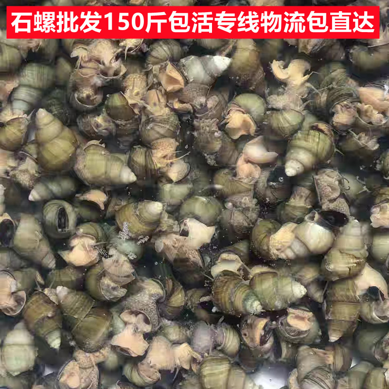 150斤鲜活大号田螺种苗淡水养殖大种螺泥螺石螺蛳粉螺丝肉