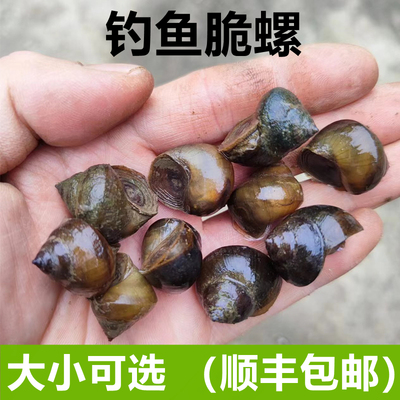 顺丰快递脆螺钓鱼螺钓青鱼脆螺鲜活田螺青鱼饵黑鲩乌青打窝石螺