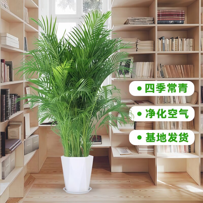 2米富贵椰子大型绿植30天包售后图片