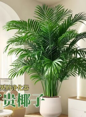 富贵椰子盆栽+30天包售后