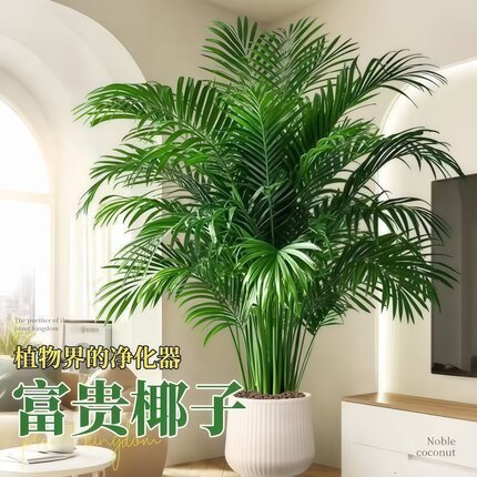 富贵椰子盆栽大型绿植散尾葵植物客厅办公室四季常青大号客厅盆景