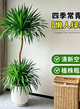 双层龙血树太空铁客厅老桩绿植盆栽室内老桩办公室内净化空气绿植