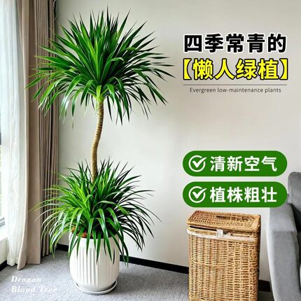 双层龙血树太空铁客厅老桩绿植盆栽室内老桩办公室内净化空气绿植