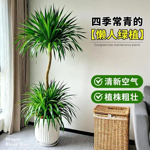 双层龙血树太空铁客厅老桩绿植盆栽室内老桩办公室内净化空气绿植