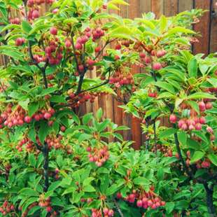 日本吊钟观花植物阳台花园露天耐寒好养多年生灌木植物