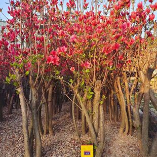 映山红大别山先花后叶矮桩熟桩老桩占地绿化桩杜鹃映山红盆景