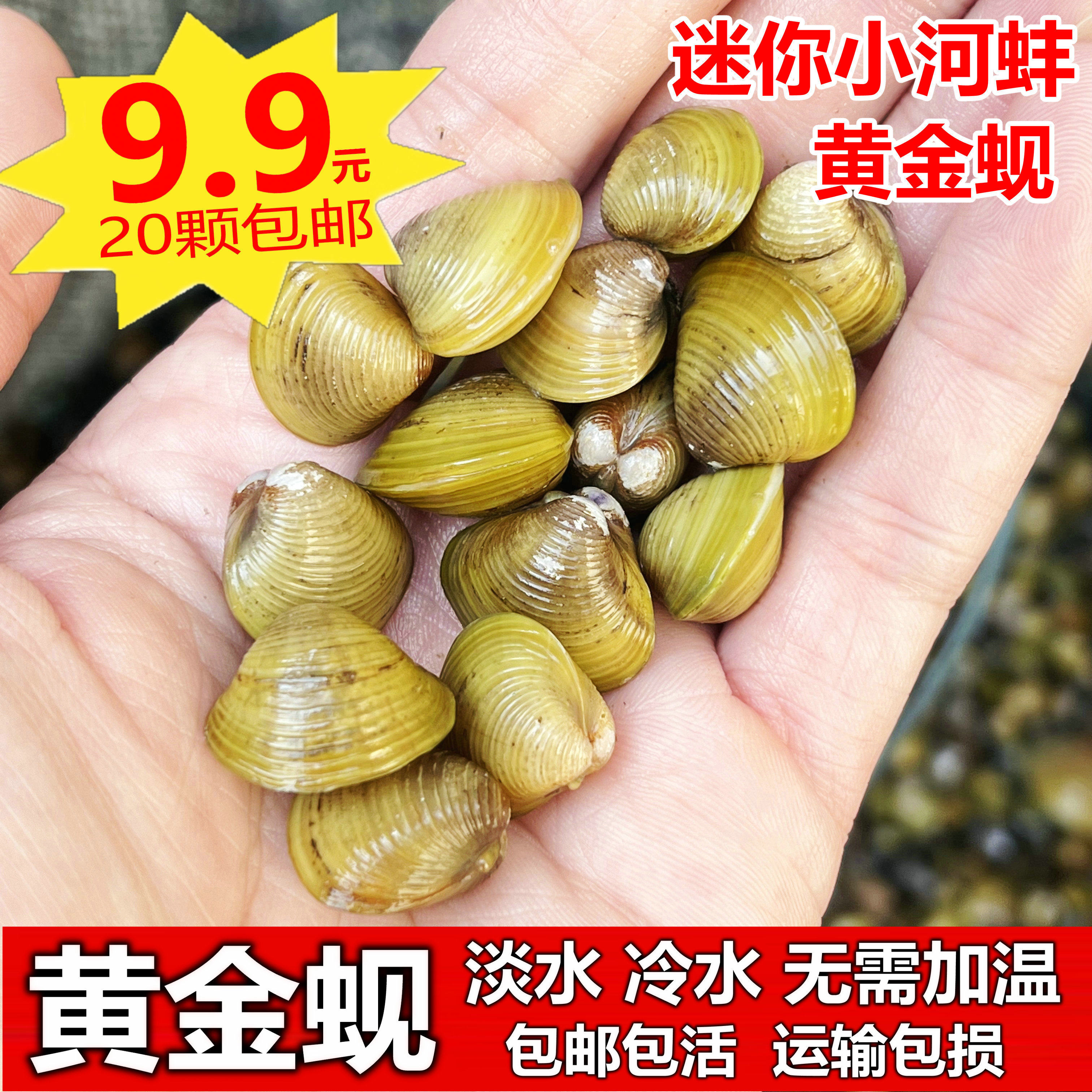 常见的淡水贝壳,农村淡水河里的贝类(第3页)_大山谷图库