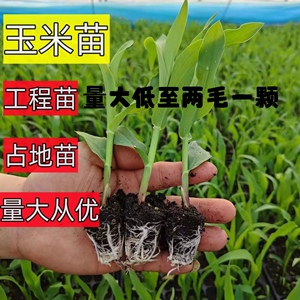 高产超甜早春玉米苗黑白糯甜水果玉米阳台四季蔬菜复垦复耕种植苗