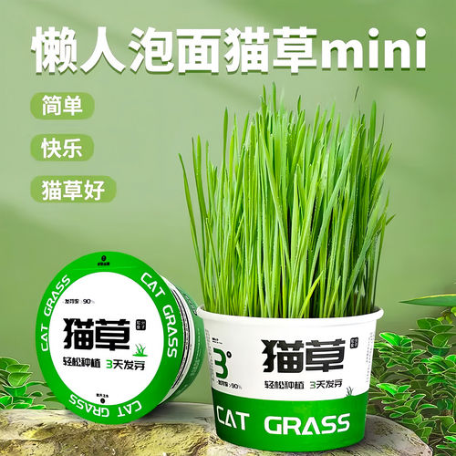 懒人泡面猫草盆栽种子猫薄荷猫咪用品大全零食轻松温和排毛化草毛 - 封面