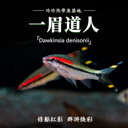 一眉道人鱼黑影道人鱼草缸群游鱼小型鱼活体热带观赏鱼黑尾大勾鱼
