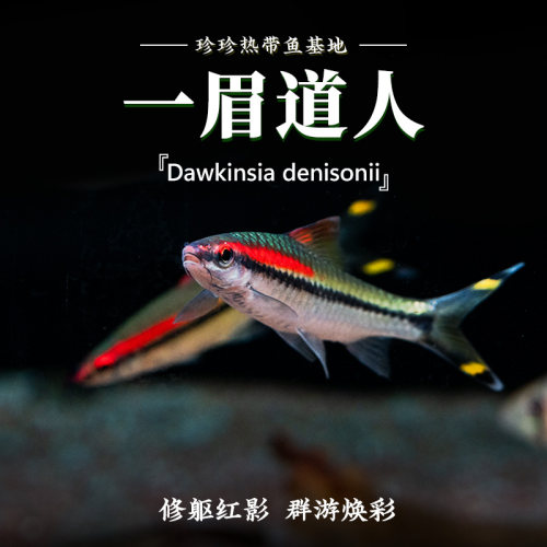 一眉道人群游热带观赏鱼