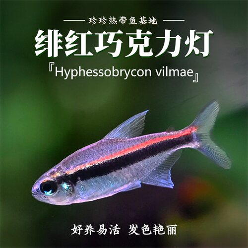 绯红巧克力小型灯鱼热带观赏鱼