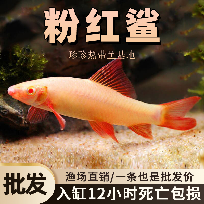 粉红鲨彩虹鲨清道夫鱼草缸除藻鱼