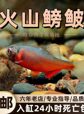 西南火山鳑鲏鱼条纹小鲃鱼原生态冷水观赏鱼草缸群游不加温淡水鱼