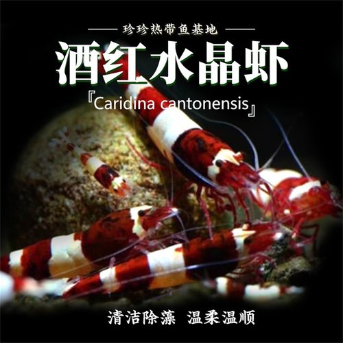 酒红水晶虾除藻工具虾