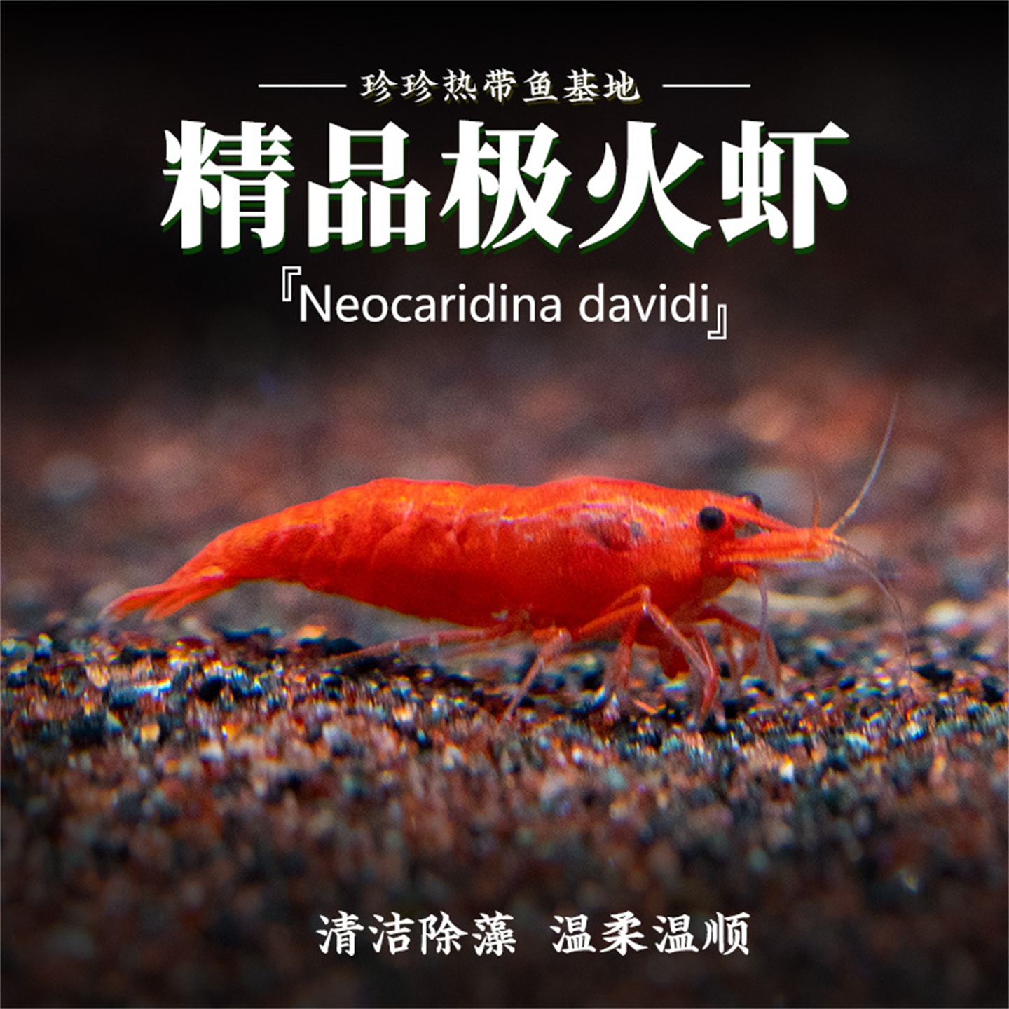 极火虾观赏虾活体宠物虾