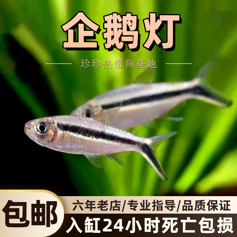 企鹅灯鱼拐棍灯鱼观赏鱼小型热带鱼群游鱼活体鱼水草缸好养灯科鱼