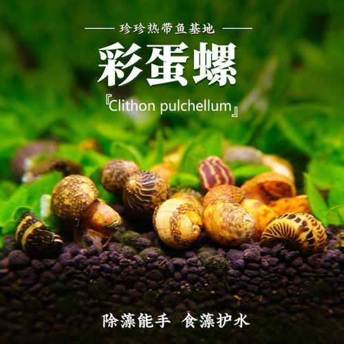 彩蛋螺苹果螺黑金刚螺除藻观赏