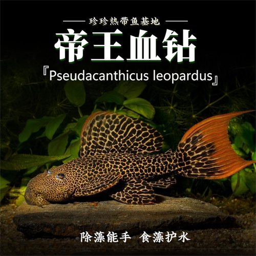 帝王血钻L600南美热带鱼