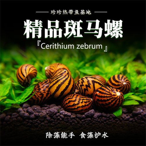 斑马螺观赏螺宠物螺鱼缸观赏螺