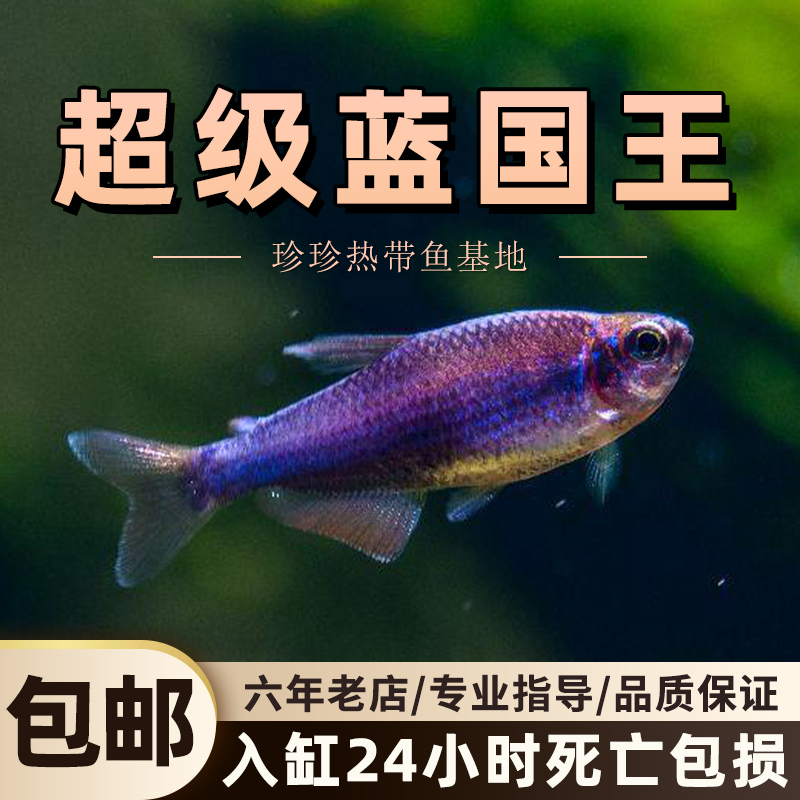 超级蓝国王小型灯鱼淡水草缸