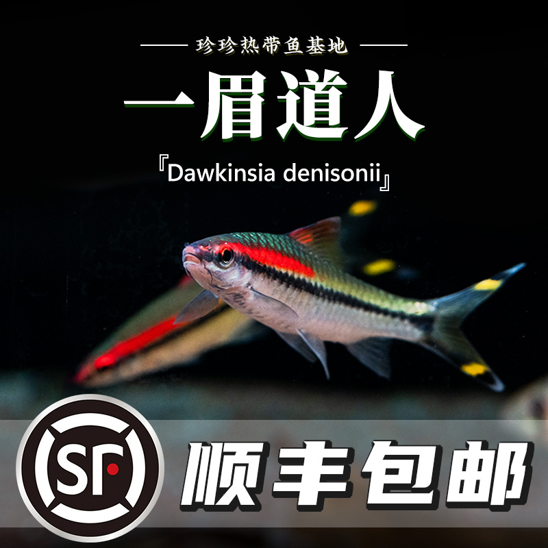 一眉道人群游热带观赏鱼
