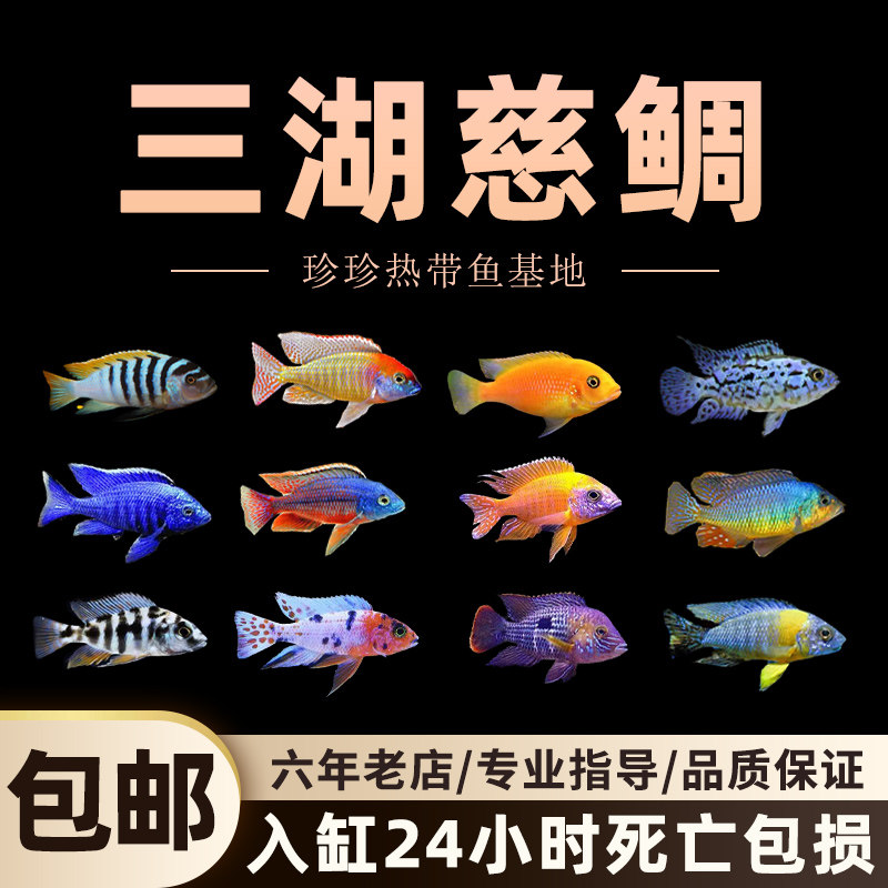 三湖慈鲷鱼观赏鱼马鲷活体鱼耐养易活非洲王子小型热带鱼淡水鱼