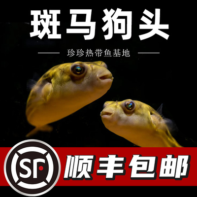 斑马狗头河豚鱼小型热带鱼观赏鱼