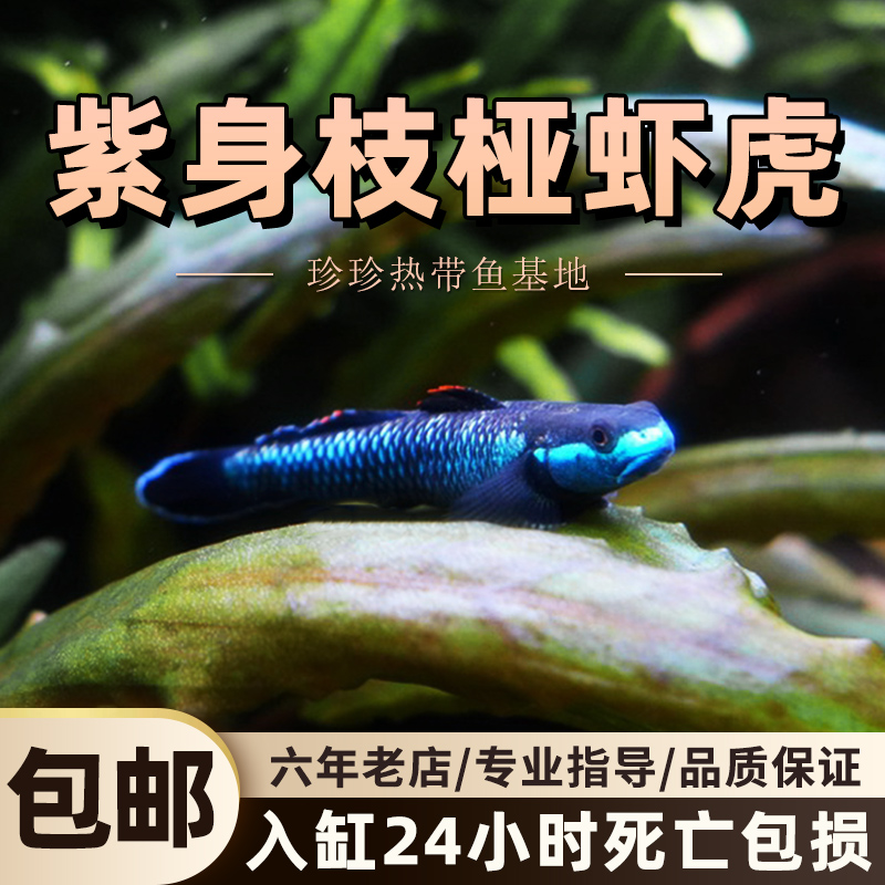 紫身枝桠虾虎原生虾虎鱼除藻素食清洁鱼缸冷水饲养淡水小型鱼