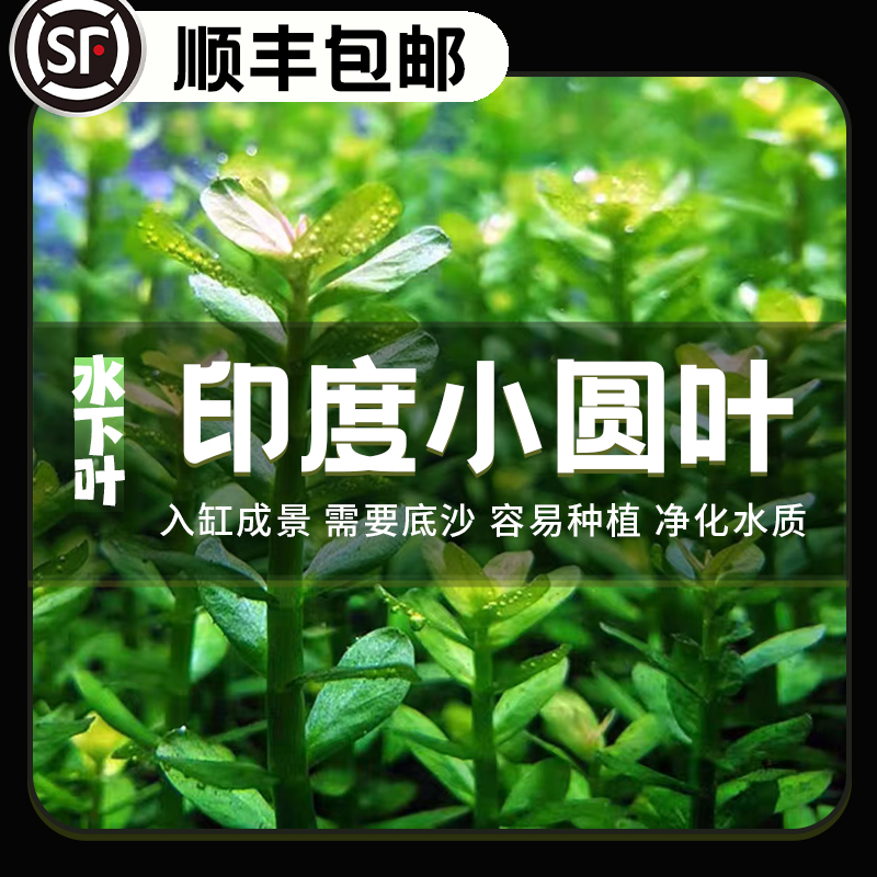 印度小圆叶中后造景水草