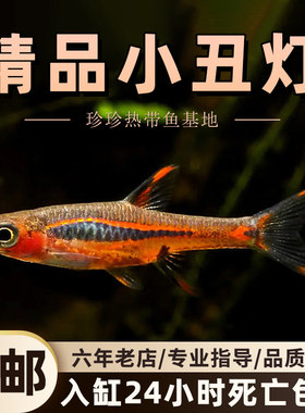 热带群游鱼灯科鱼观赏鱼