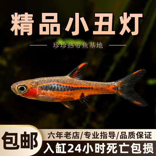 热带群游鱼灯科鱼观赏鱼