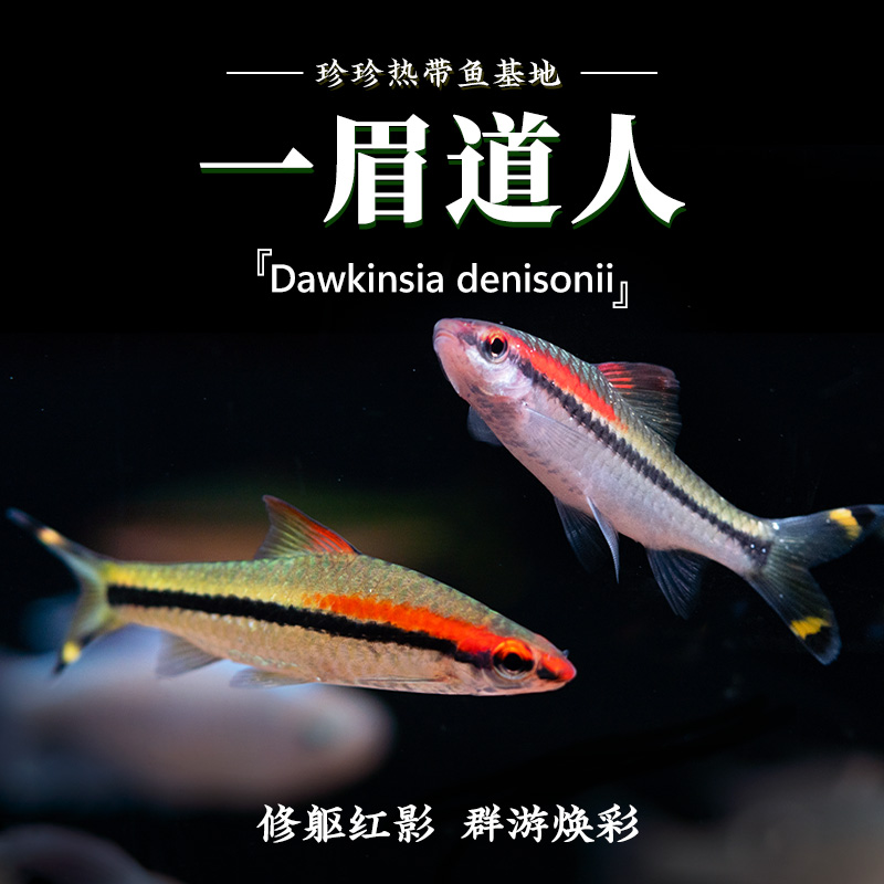 一眉道人群游热带观赏鱼