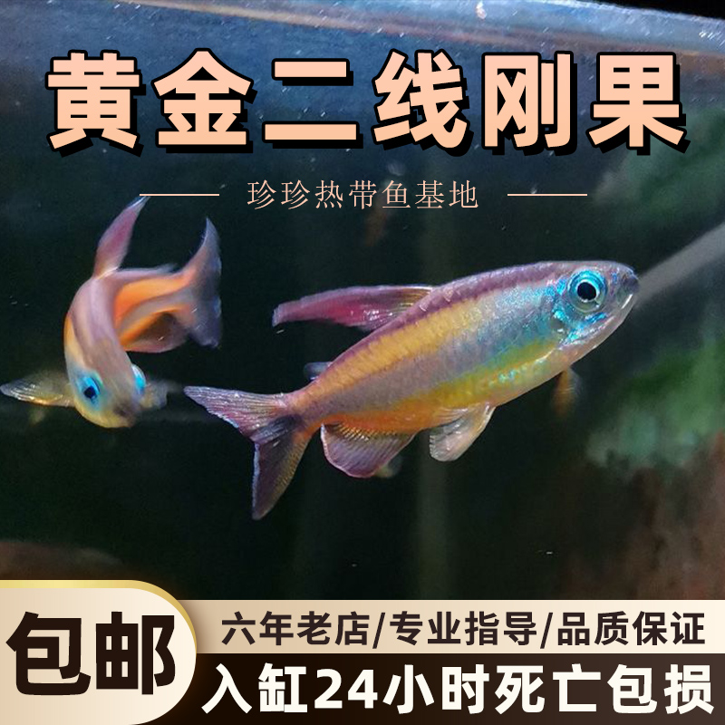 黄金二线刚果美人鱼淡水鱼观赏鱼