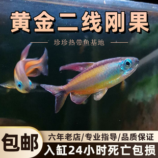 黄金二线刚果美人鱼热带鱼观赏鱼淡水小型灯鱼活体鱼苗草缸群游鱼