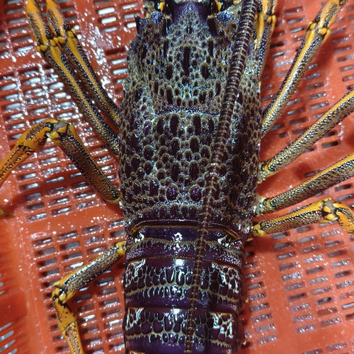 上海同城闪送鲜活澳龙大龙虾