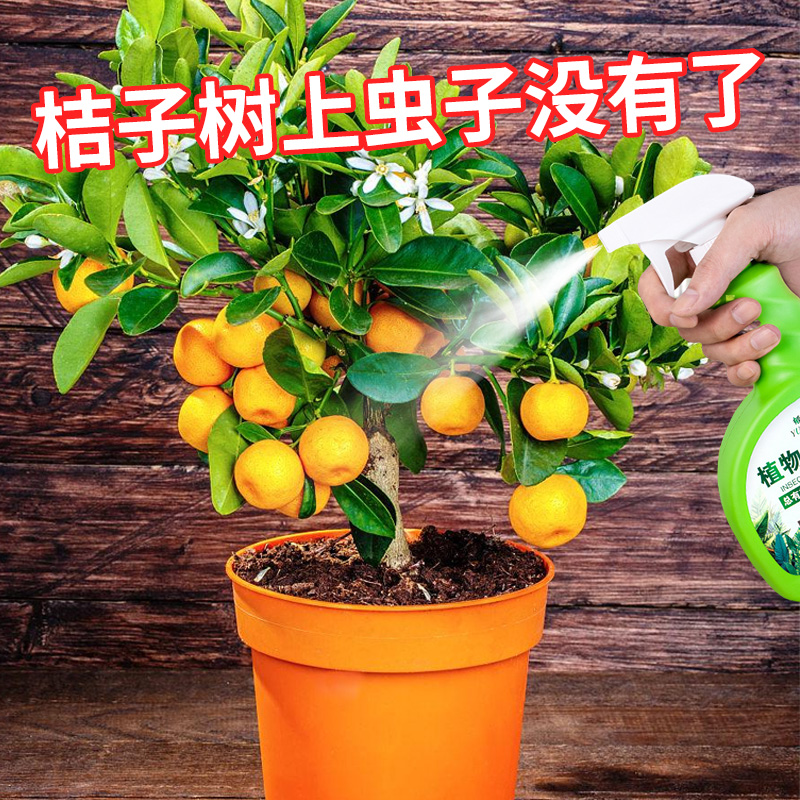 桔子树红橘绿植物盆栽杀虫剂家用