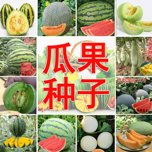 西瓜甜瓜种子甜脆多汁口感好