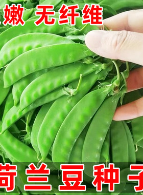 荷兰豆种子荚嫩无纤维好吃高产