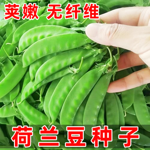 大荚荷兰豆种子豌豆种孑春秋播荚嫩无纤维高产耐寒豌豆苗蔬菜种籽