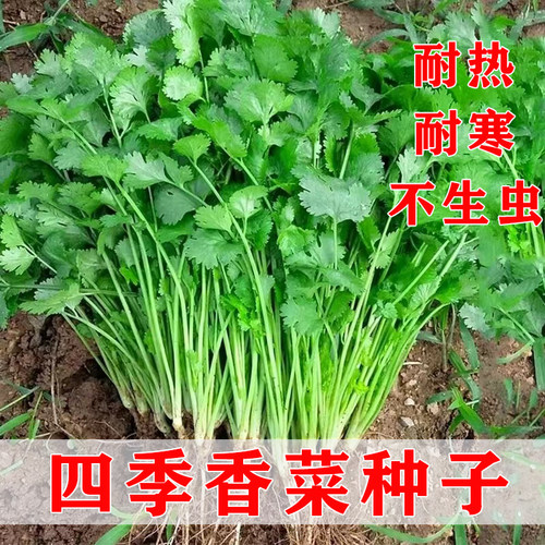 四季香菜种子耐热耐寒发芽高