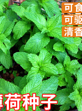 薄荷种子四季播种可食用包发芽