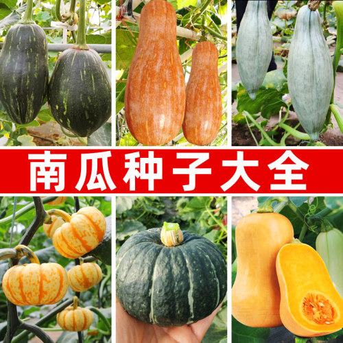 南瓜种子大全好吃高产发芽高