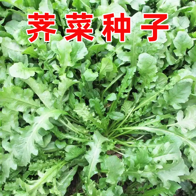 野生荠荠菜种子春秋播种菜园盆栽耐寒种籽大叶天然野菜蔬菜籽种孑