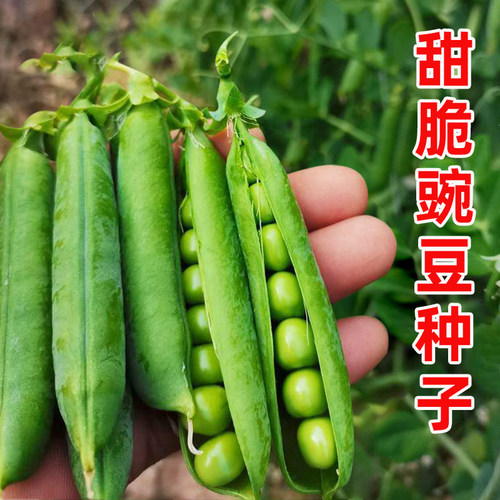 甜脆豌豆种子秋冬播种高产耐寒