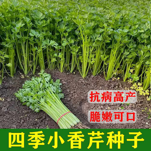 四季小香芹种子四季播种脆嫩清香