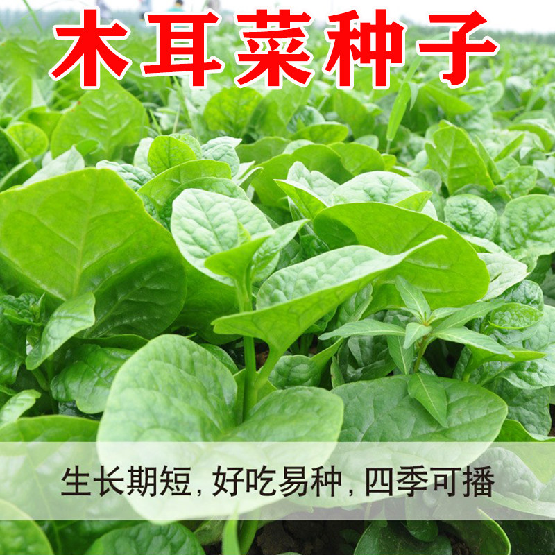 大叶木耳菜种子四季播种菜园盆栽种植多茬蔬菜种子保健菜种籽种孑,鲜花速递/花卉仿真/绿植园艺,家庭园艺种子,淘宝优惠券,粉丝福利购,淘宝优惠卷