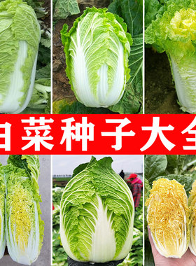 大白菜种子春秋播种高产好吃