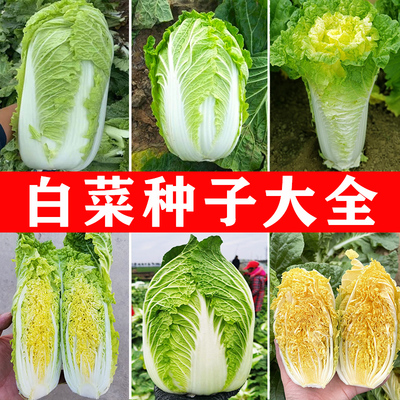 大白菜种子春秋播种高产好吃