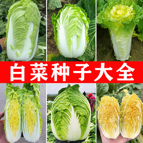 大白菜种子春秋播种高产好吃